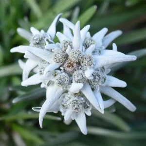 Edelweiss des Alpes Blossom of Snow