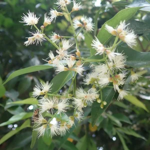 ADO_113140_1.jpgv1763580411 Myrte d'Australie Newport - Eugenia