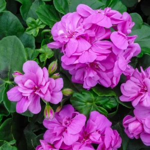 Géranium lierre double Lilas