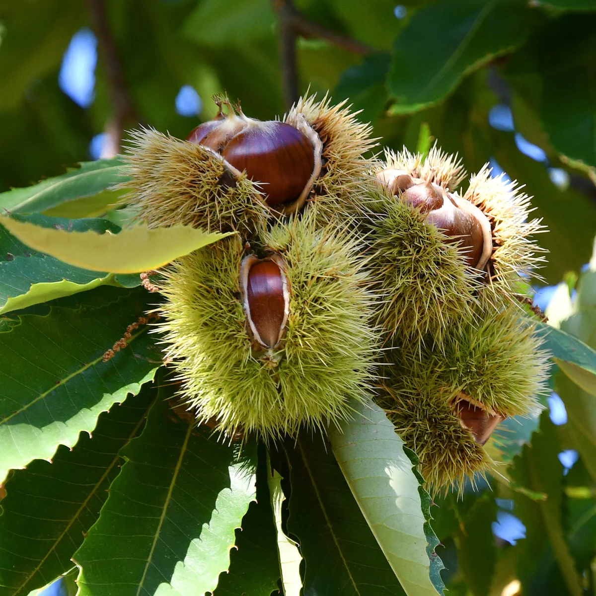 Châtaignier Bouche de Bétizac