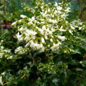 Escalonia Iveyi blanc