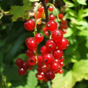 Groseiller Versaillaise Rouge