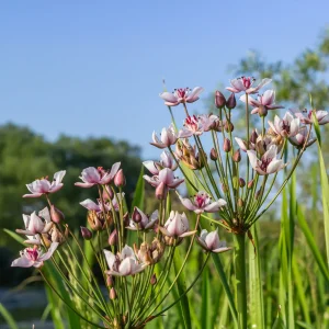 Jonc fleuri Butome en ombelle
