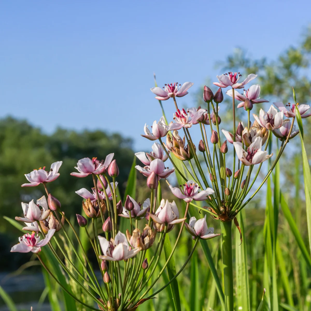 Jonc fleuri Butome en ombelle
