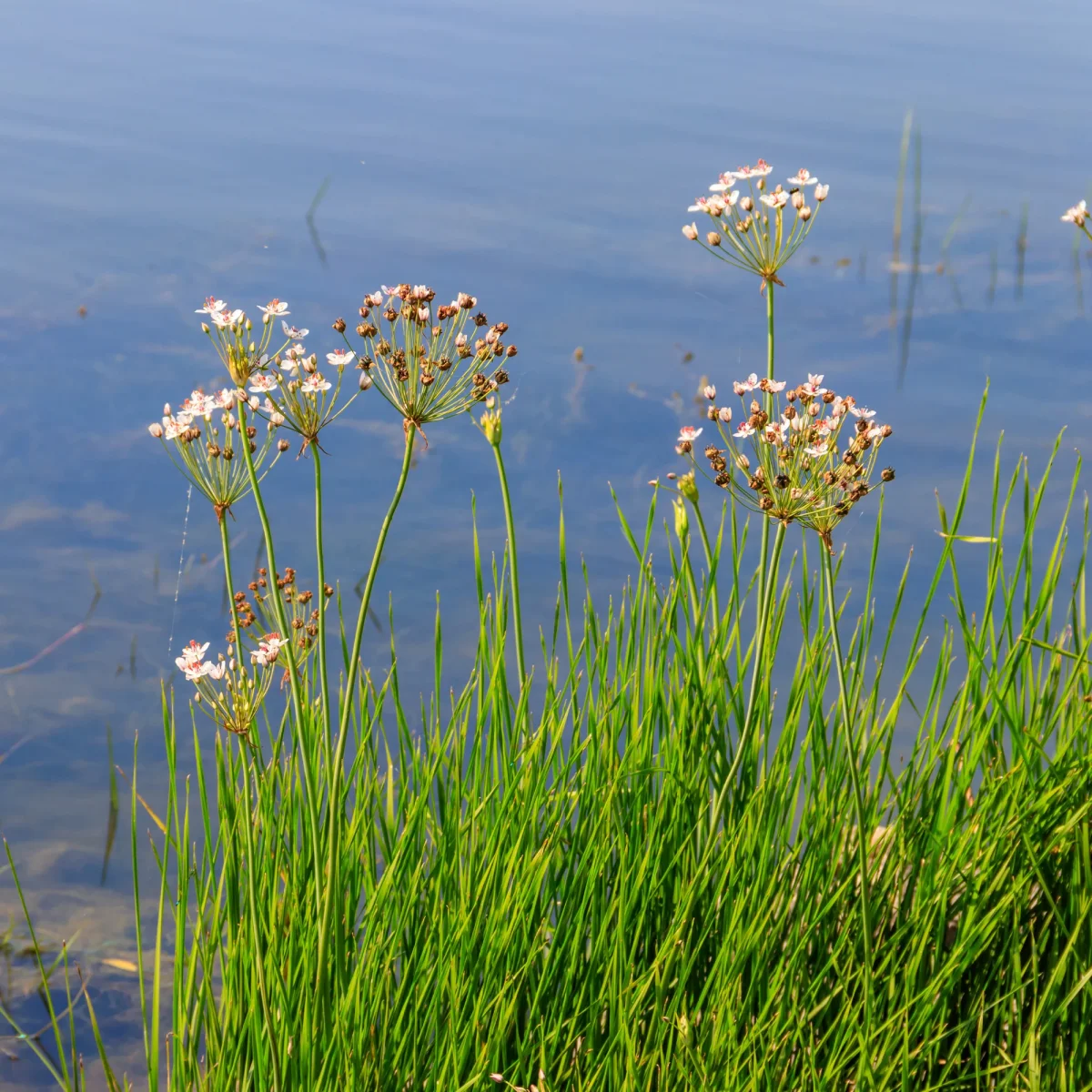 Jonc fleuri Butome en ombelle – Image 4