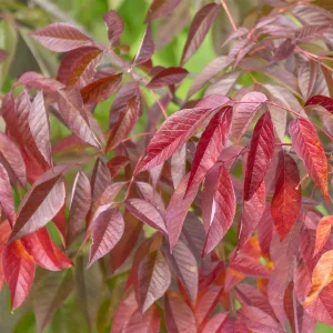 Frêne d'Amérique Autumn Applause