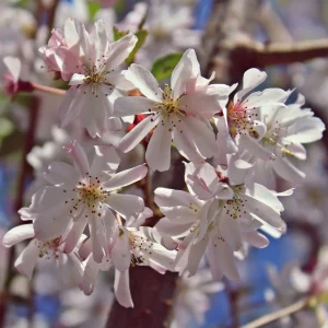 Cerisier à fleurs du Japon Autumnalis Rosea