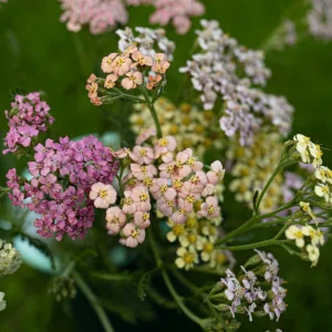 Achillea millefolium (achillée millefeuille) - 'Pastels d'été'