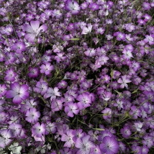 Agrostemma gracilis - 'Reine Rose'