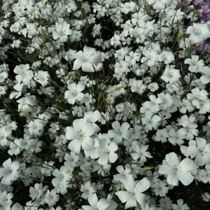 Agrostemma gracilis - 'Reine Blanche'