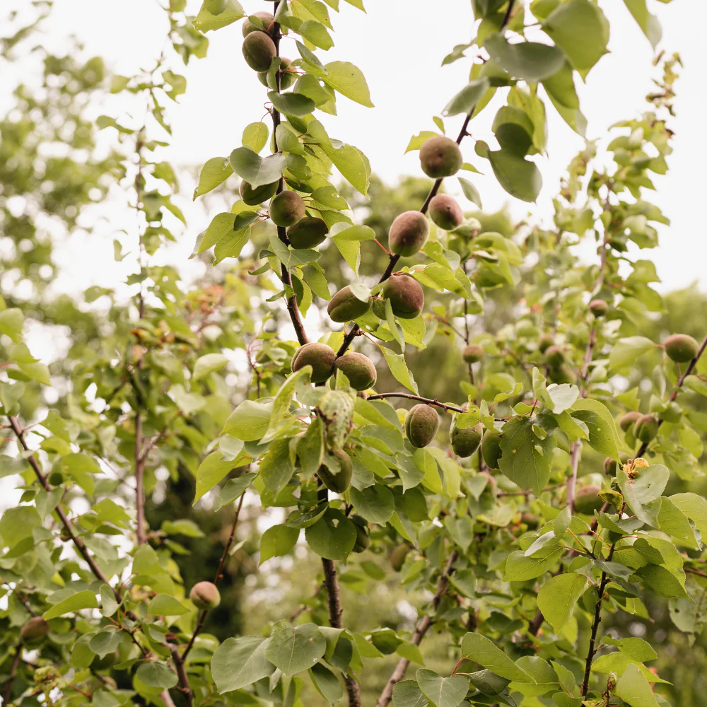 Amandier 'Robijn' - Racine nue – Image 3