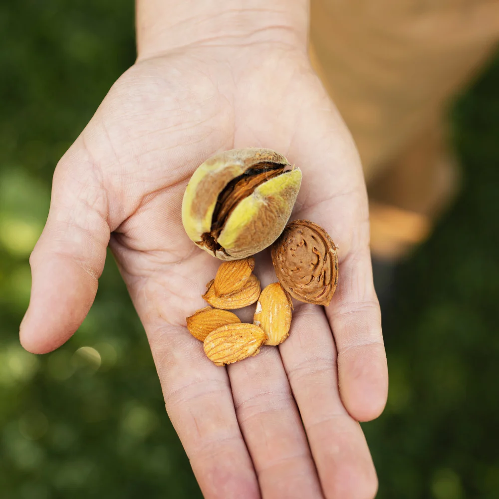 Amandier 'Robijn' - Racine nue – Image 2