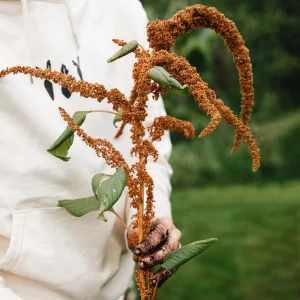 Amaranthus cruentus (amarante) - 'Biscuit chaud'