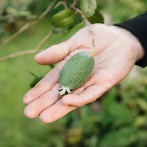 Ananasguave_2.pngv1732630335 Goyave Ananas 'Coolidge'