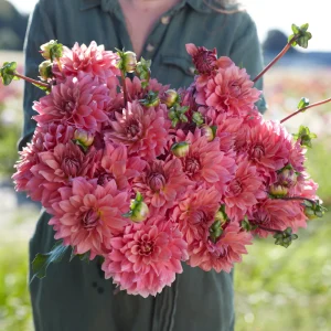 Dahlia 'Anne Claire'