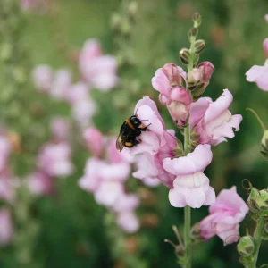 Antirrhinum majus (muflier) - 'Lavande Potomac'