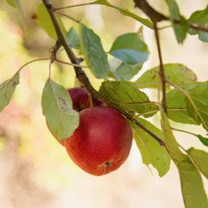Pommier à tige basse 'Gala' BIO