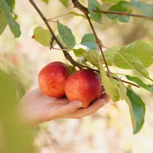Pommier à tige basse 'Rode Boskoop' BIO