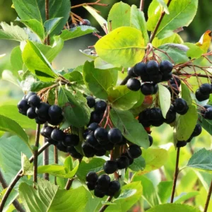 Aronia 'Viking' BIO