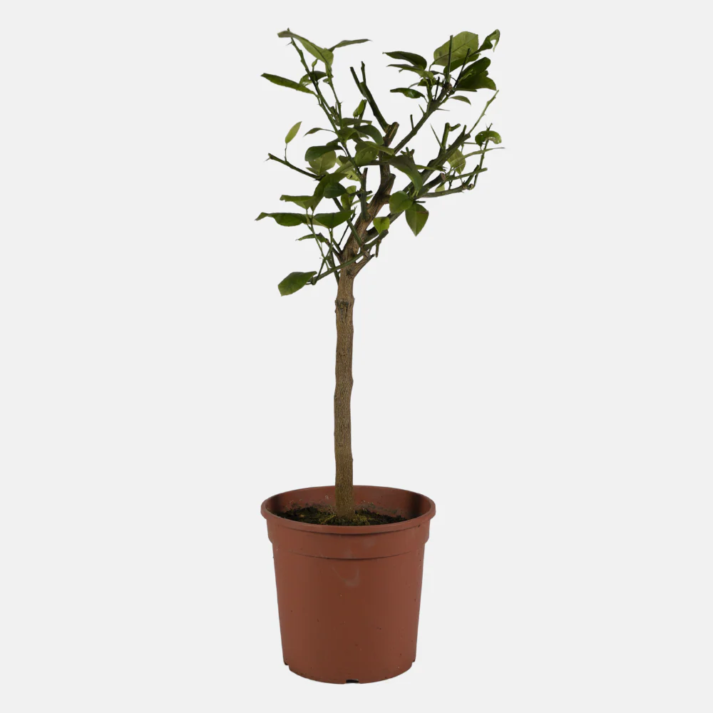 Orange Arcobal - Double Orange Sanguine x Citron Meyer – Image 2