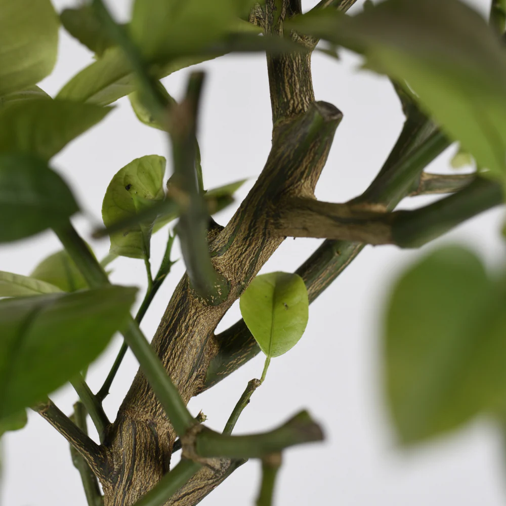 Orange Arcobal - Double Orange Sanguine x Citron Meyer – Image 3