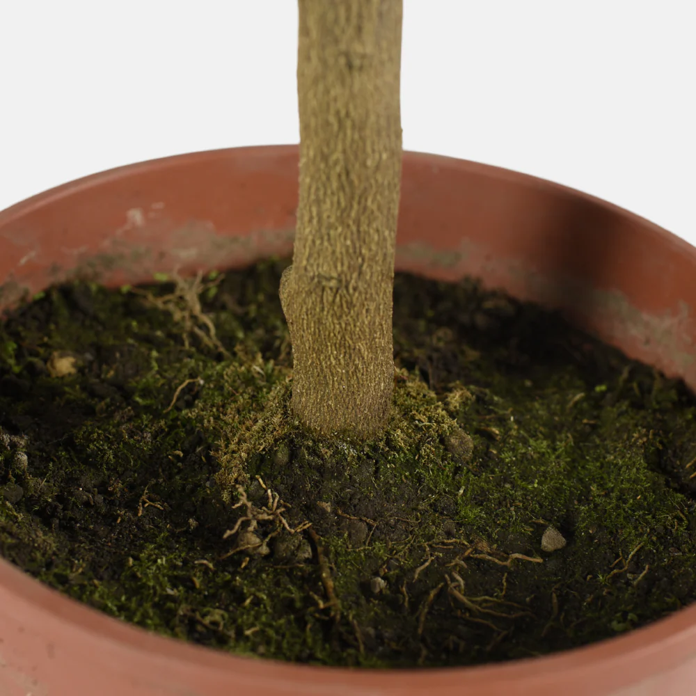 Orange Arcobal - Double Orange Sanguine x Citron Meyer – Image 4