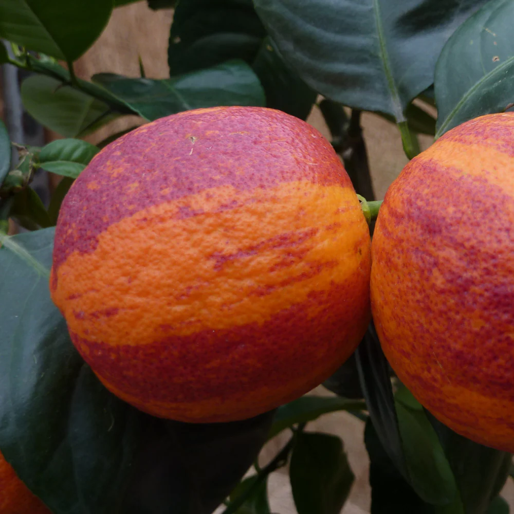 Orange Arcobal - Double Orange Sanguine x Citron Meyer