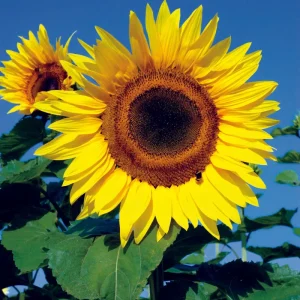 Tournesol 'Peredovick' pour faire de l'huile de tournesol - 100 graines
