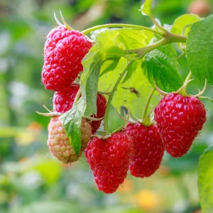 Framboise d'été 'Willamette' BIO