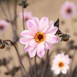 Dahlia 'Évêque de Leicester'