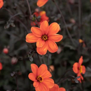 BishopOfOxford_2.pngv1758483065 Dahlia « Évêque d'Oxford »