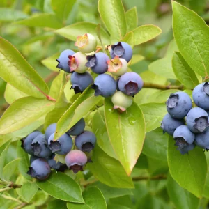 BlauwebesBluegold_1.pngv1755007128 Myrtille 'Bluegold' BIO - Tardive