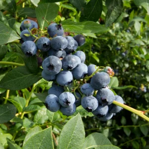 BlauwebesGoldtraube_7f8c7299-e015-4fbf-98d1-6433e0a67185.pngv1755006767 Myrtille 'Goldtraube' Bio - Mi-saison