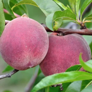 Pêcher tige basse - 80cm de haut - pot de 5 litres