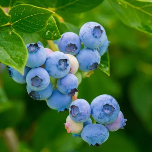 Bluecrop_1.pngv1749809458 Myrtille 'Bluecrop' Bio - Mi-saison