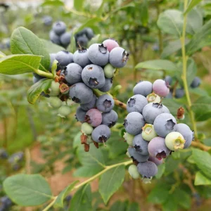 BluwebesBrigittablue.pngv1755007591 Myrtille 'Brigitta Blue' BIO - Tardive