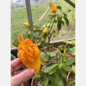 Buddha_shand.pngv1742385180 Main de Bouddha - Citrus medica