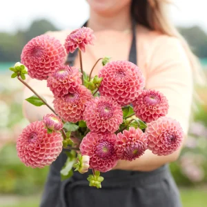 Dahlia 'La joie de Caitlin'