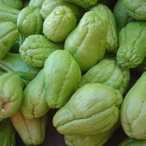 Chayote (Sechium edule) - 1 tubercule