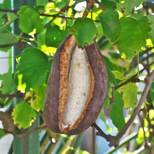 Châtaignier à tige basse BIO