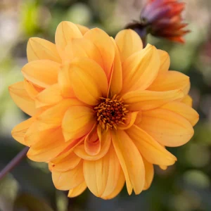 Biographie de Dahlia « David Howard »