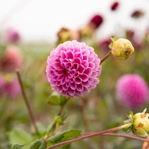 Dahlia 'Isabel'