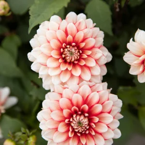 Biographie de Dahlia « L'amour de Larry »