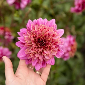 Dahlia 'Mambo NL'