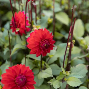Biographie du dahlia 'Menorca'