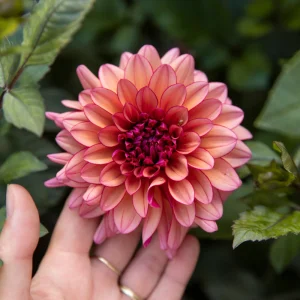 Dahlia 'Molly Raven'
