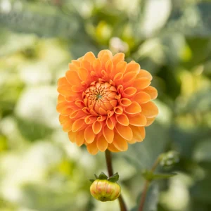 Biographie du dahlia 'Sylvia'