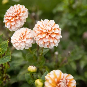 DahliaTangerineDream_2.pngv1763769810 Dahlia 'Tangerine Dream'