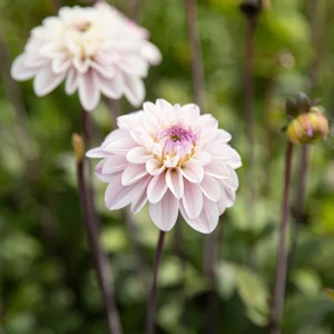 Dahlia 'Espacio'