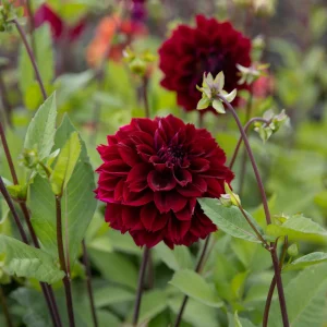 Dahlia 'Dark Fubuki'
